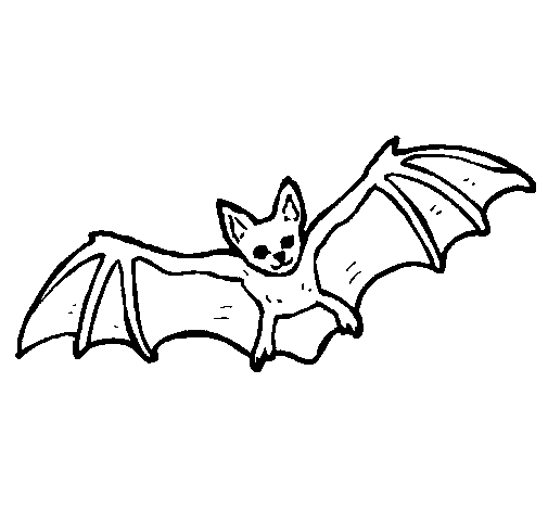 505x470 Flying Bat Coloring Page
