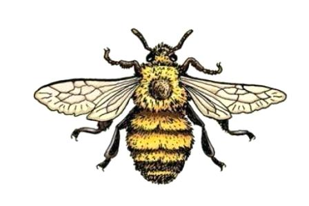 448x299 Bee Drawings
