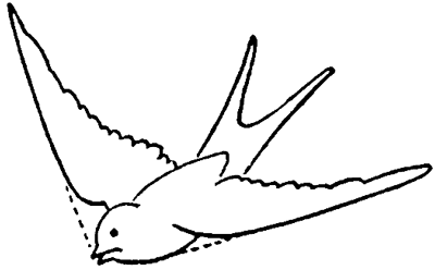 400x248 How To Draw Birds Swallows With Easy Step