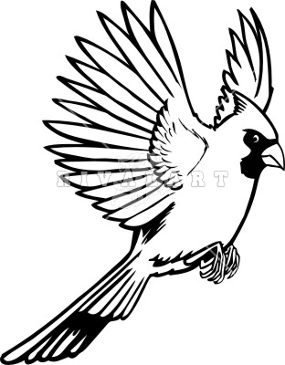 312x400 Flying Cardinal Drawing