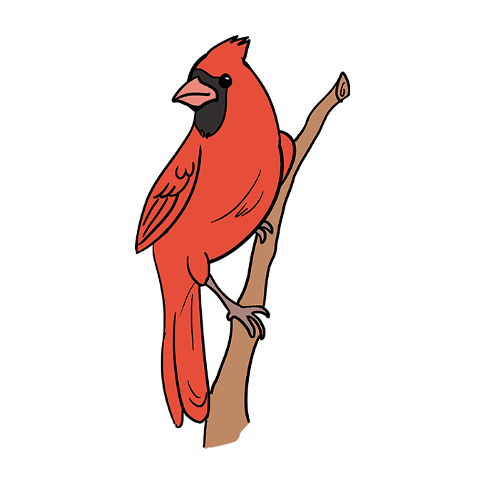 680x678 How To Draw A Cardinal Bird