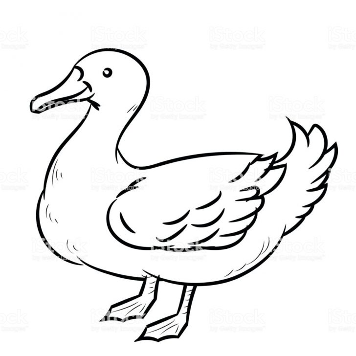 728x728 Bird Line Drawing Clip Art Free Black Dove Crane Face And Bath