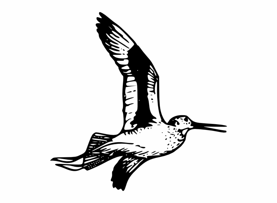 920x675 Willet Drawing Free Png Images Clipart Download