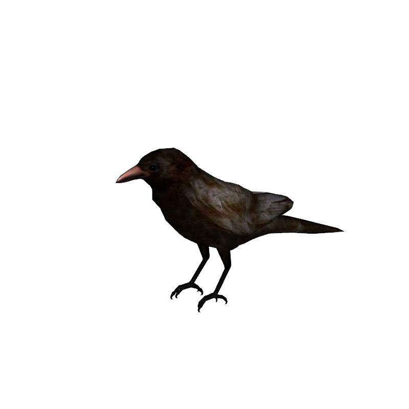 800x800 Crow
