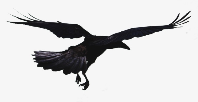 650x335 Flying Crow Png Black And White Transparent Flying Crow Black