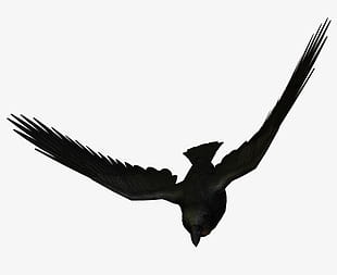 310x253 Page Flying Crow Png Cliparts For Free Download Uihere