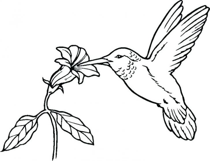 728x558 Coloring Pages Printable For Adults Disney Pokemon Crow