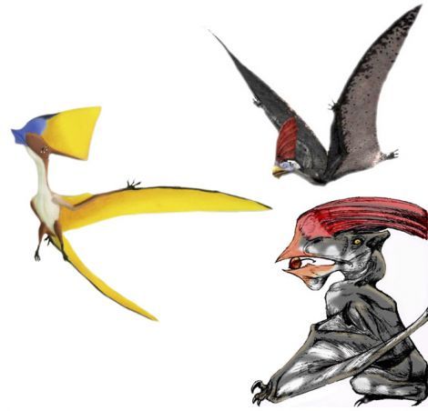 470x452 Pterosaur