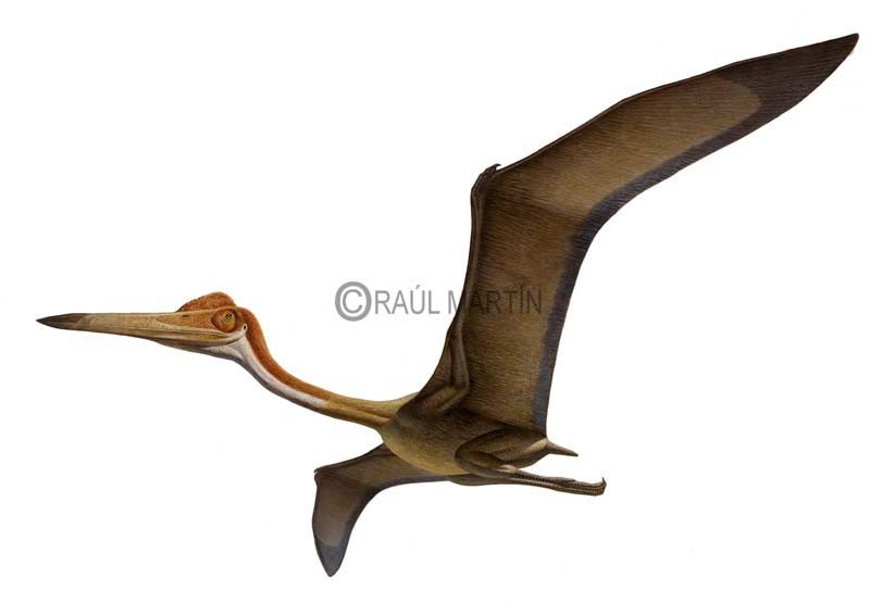 800x554 Quetzalcoatlus Pictures Facts