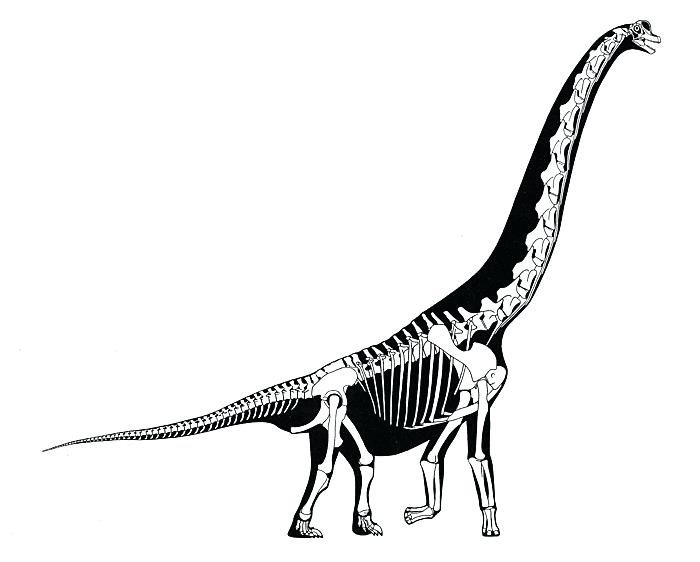 700x562 How To Draw Dinosaur Bones