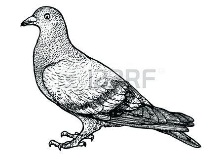 450x318 Drawing Dove Stock Photos Royalty Free Drawing Dove Images Flying