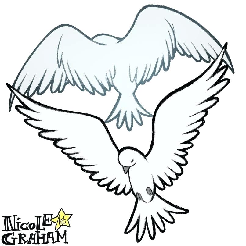 806x807 Dove Drawings