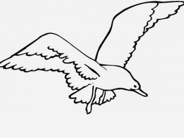 640x480 Flying Bird Clipart Drawing