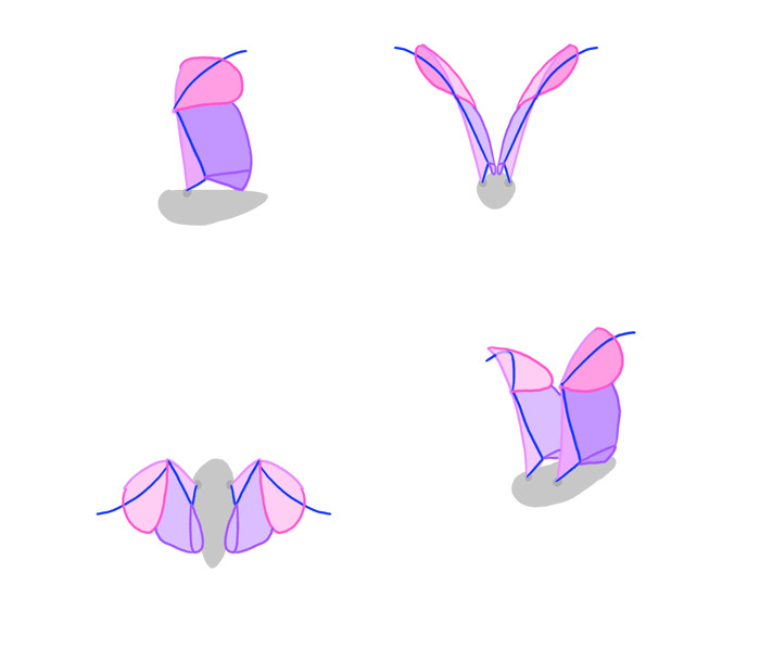 700x609 Bird Flying Drawing Lovely How To Draw And Animate Wings Birds