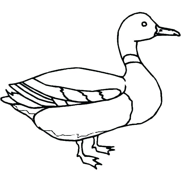 Flying Duck Drawing | Free download on ClipArtMag