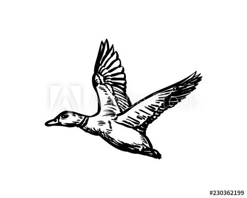 500x400 Hand Drawing Vector Flying Duck Animal Wild Sign Symbol Icon Logo