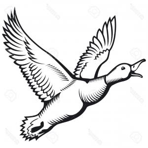 300x300 Photostock Vector Flying Wild Duck Duck Hunting Flying Mallard