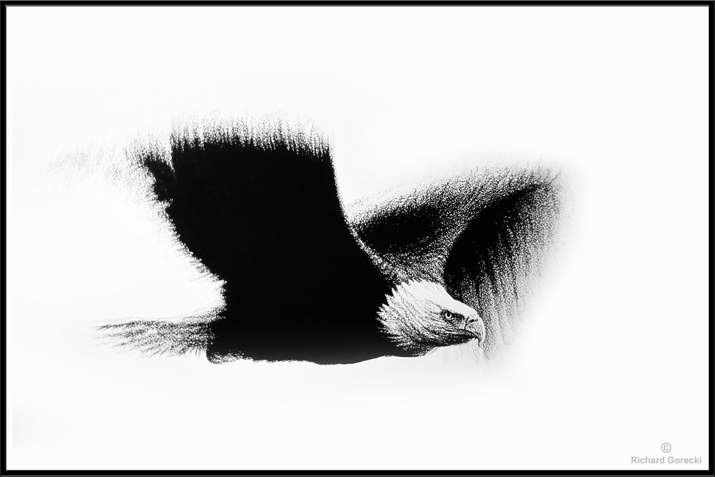 1024x683 Flying Eagle Litho Pencil On Coquille Board