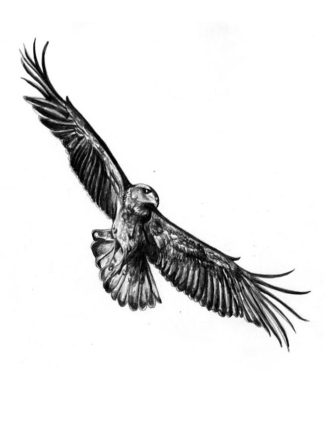 653x900 Golden Eagle Flying Painting
