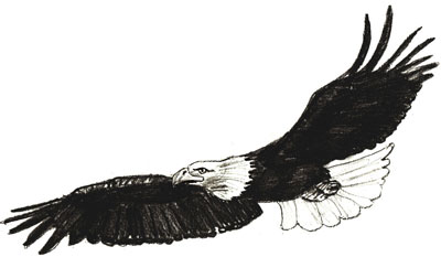 400x233 How To Draw An Eagle