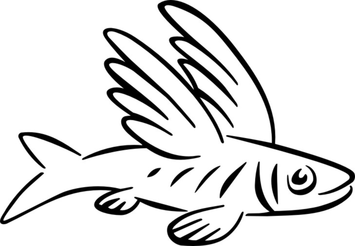729x506 Flying Fish Drawing