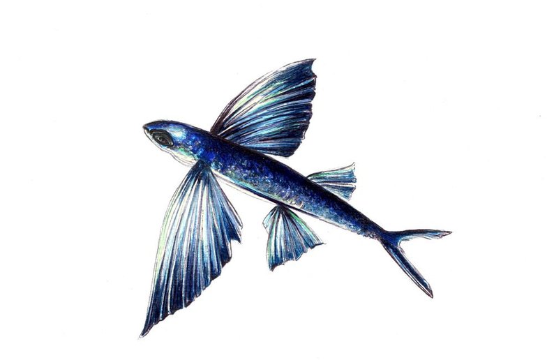 794x516 Flying Fish Print Digital Print Of An Original Drawing Etsy
