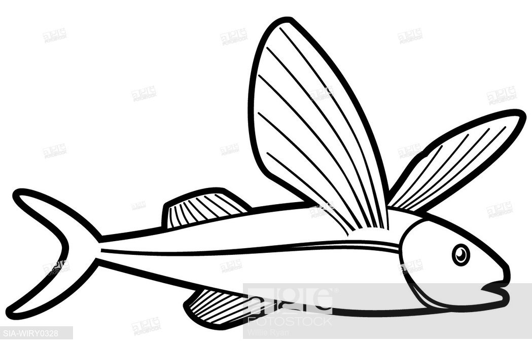 1049x685 Flying Fish On White Background, Stock Photo, Picture And Rights