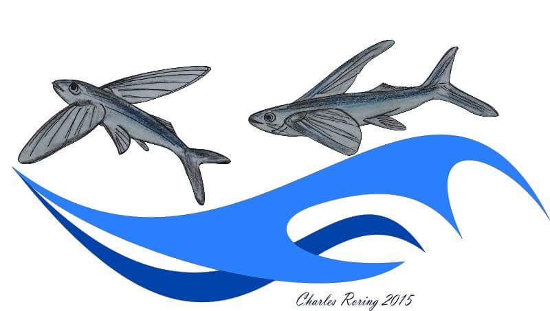 800x453 Raja Ampat Quest Drawing Flying Fish