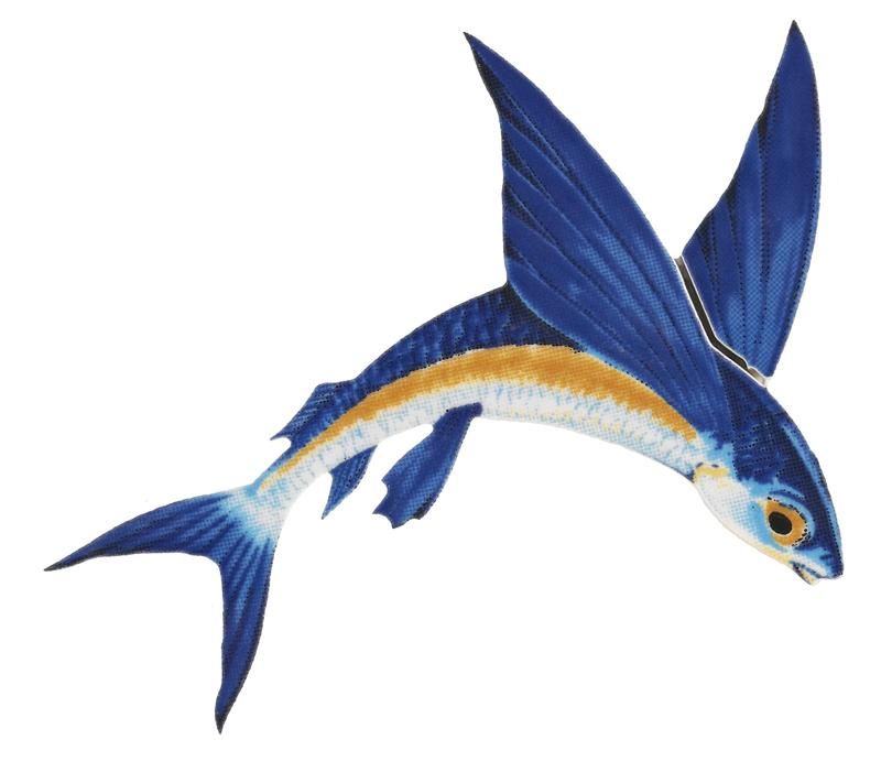 800x711 Flying Fish Meaning