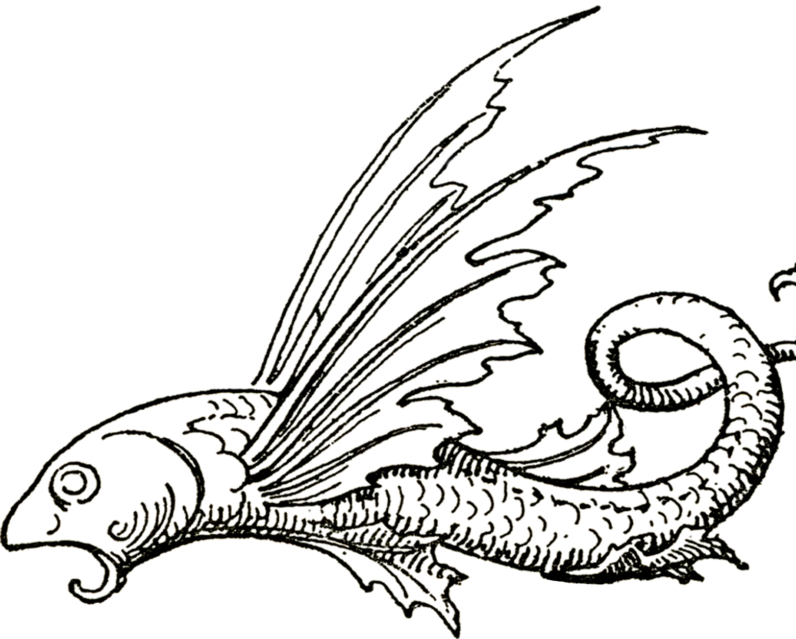 1560x1251 Fancy Flying Fish Images!