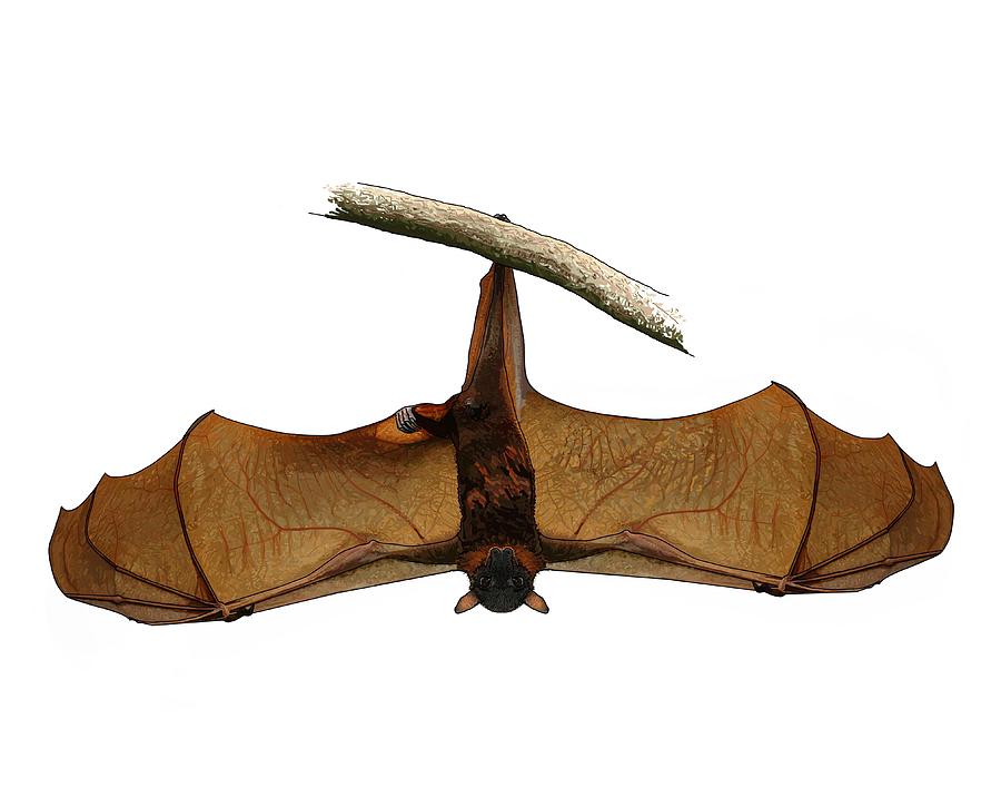 900x725 Little Red Flying Fox Drawing