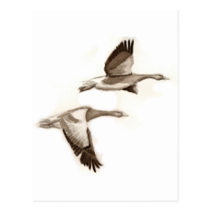 307x307 Goose Drawing Gifts Gift Ideas Zazzle Uk