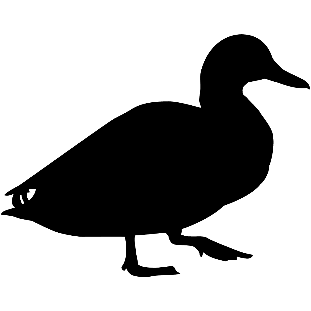 1024x1024 Mallard Drawing Wild Duck Transparent Png Clipart Free Download