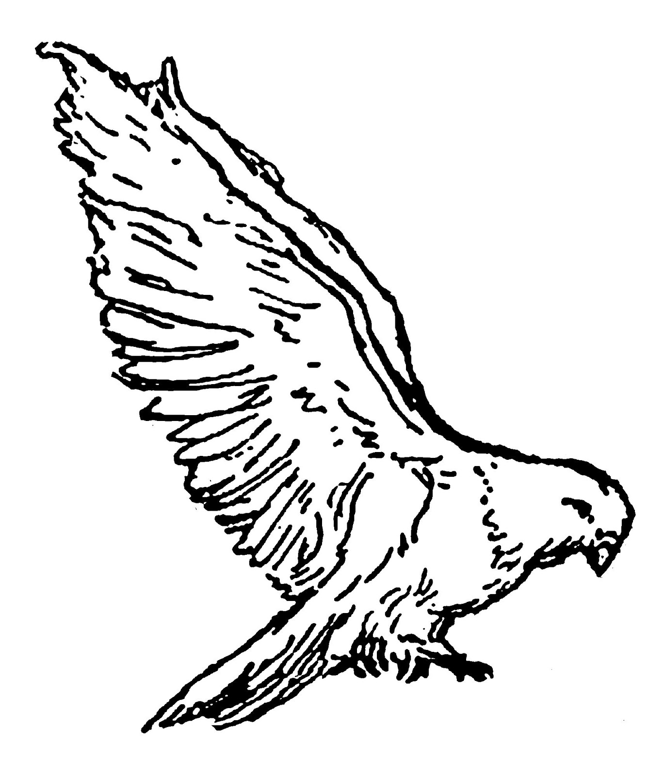 Flying Hawk Drawing