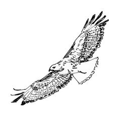 236x236 Best Hawks Images Birds Of Prey, Red Tailed Hawk, Falcon Tattoo