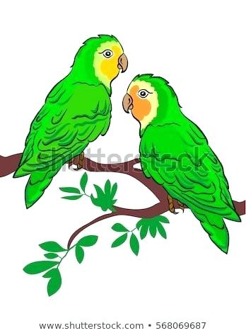348x470 Drawings Of Parrots Bird Vector Parrot Parrot Drawing With Curl