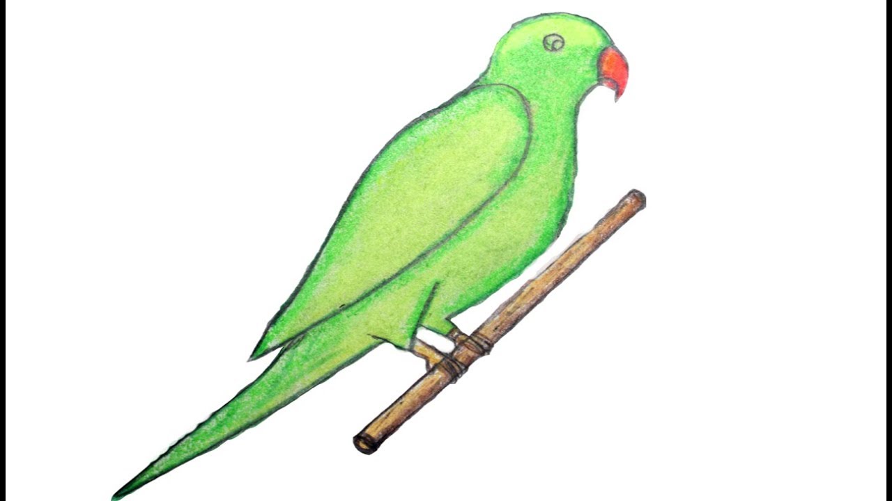 1280x720 how to draw green parrot with oil pastels drawing green parrot