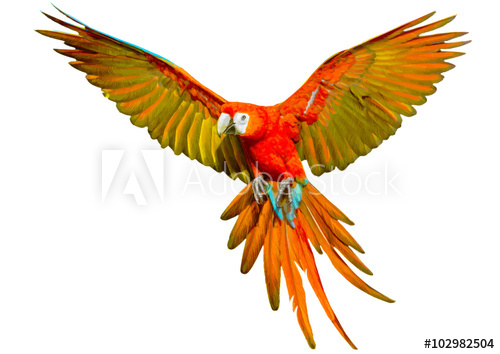 500x354 Parrot Flying Hand Draw And Paint On White Background Vector