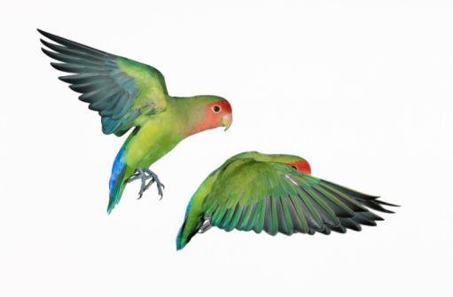 511x335 Three Peach Faced Love Birds In Flight, Wings In Different