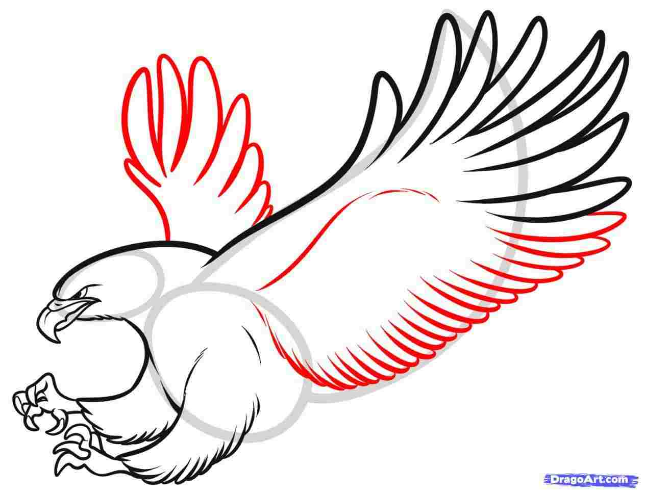 1264x969 Parrot Cartoon Drawing Flying Steps