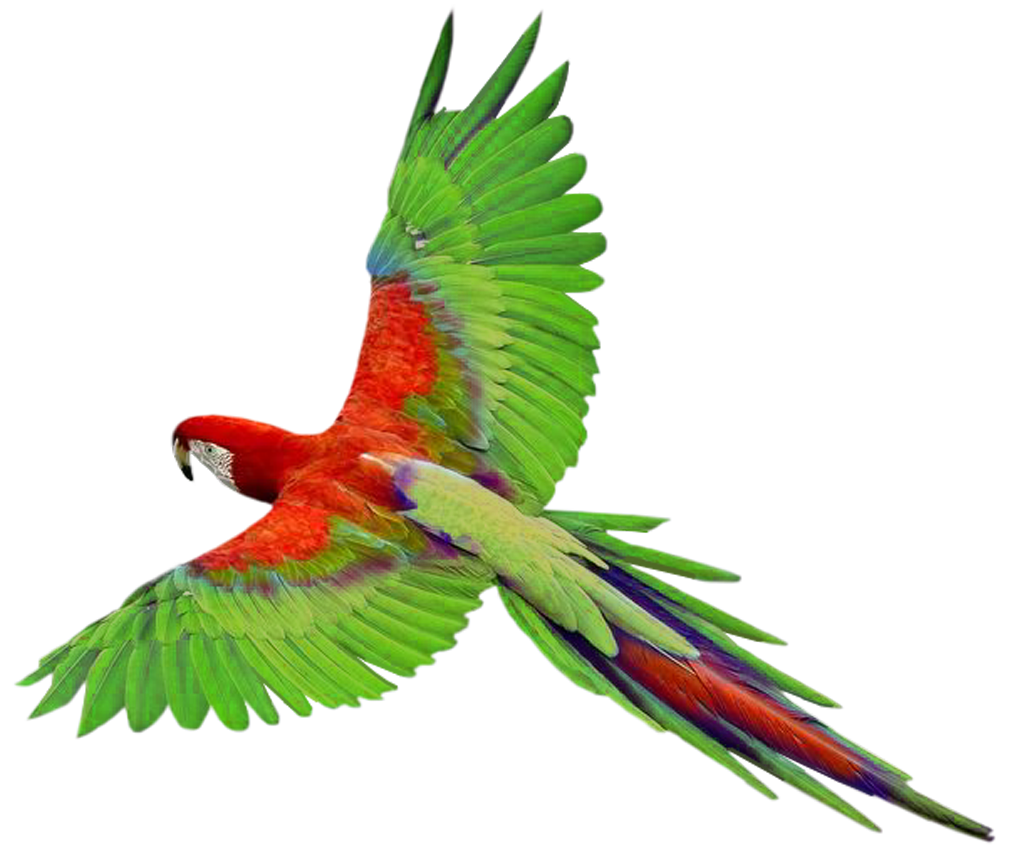 1022x868 Collection Of Free Parrot Drawing Flying Download On Ui Ex