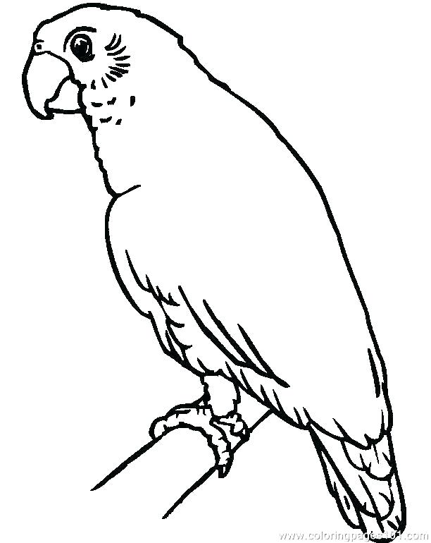612x770 Coloring Pages Parrot Parrot Ng Pages Online This Is