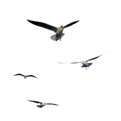 240x240 Flying Seagull Transparent Png Clipart Free Download
