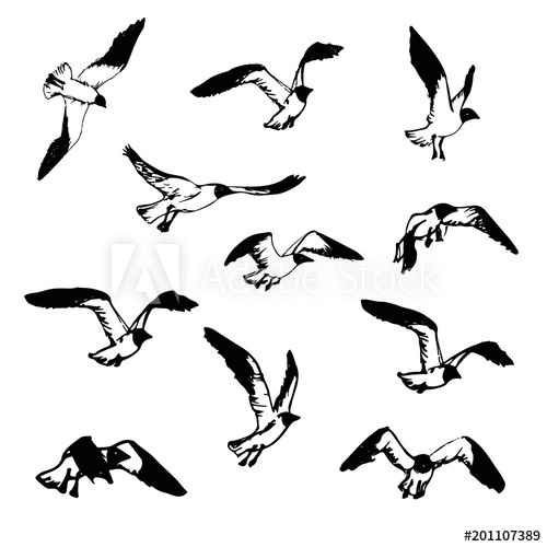 500x500 Hand Drawn Flying Seagulls Black And White Illustration Sketch