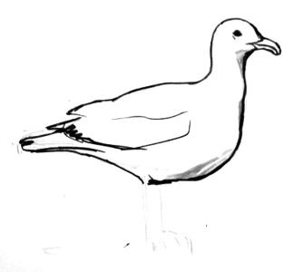 323x300 How To Draw A Seagull
