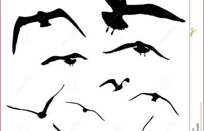 420x270 Seagull Drawing Flying Birds Estampados