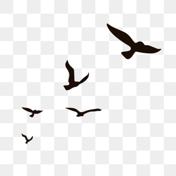 360x360 Seagulls Png Images Vectors And Free Download