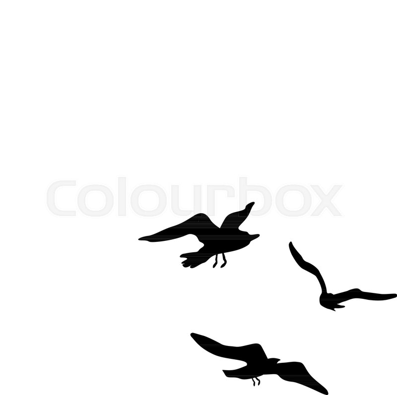 800x797 Vector Silhouettes Of Flying Seagulls, Stock Vector Colourbox