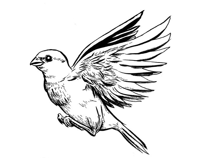 700x541 Flying Sparrow Sketch