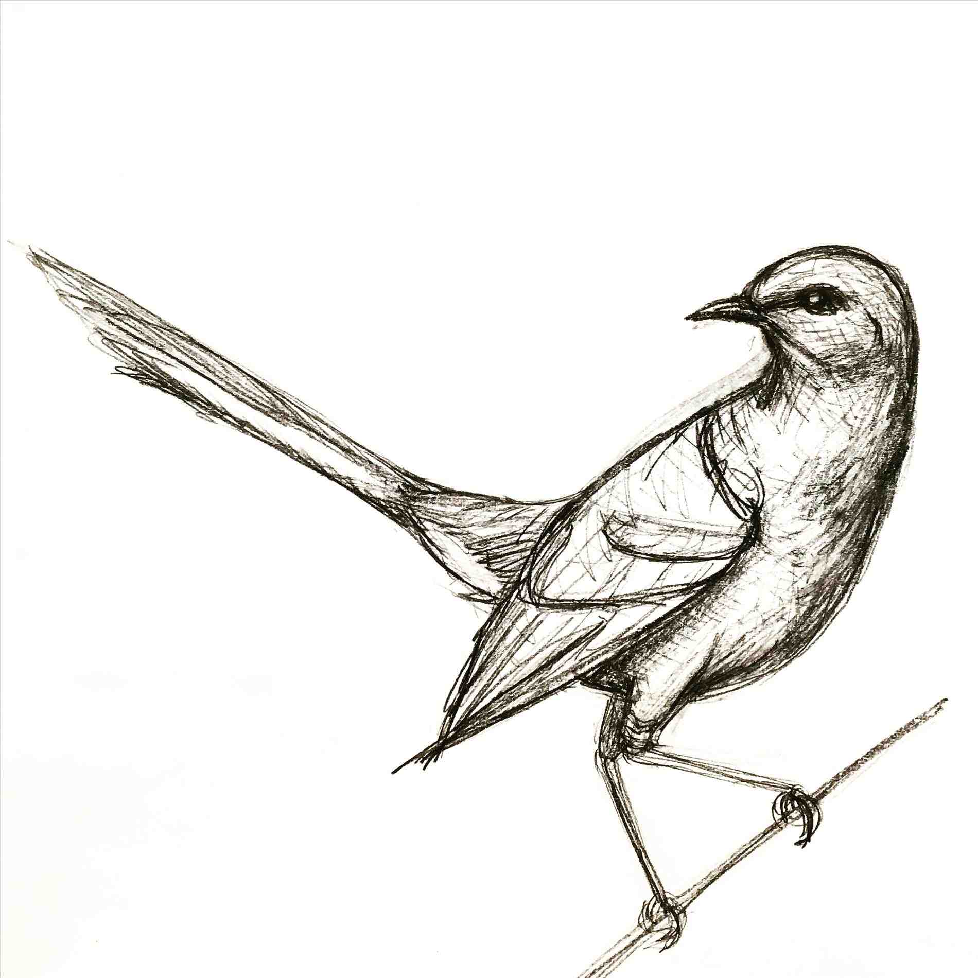 1900x1900 How To Draw A Bird Flying Away